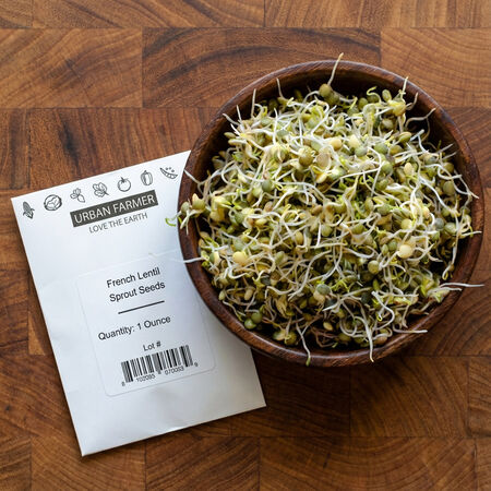 French Lentil, Sprout Seeds - 1/4 Pound image number null